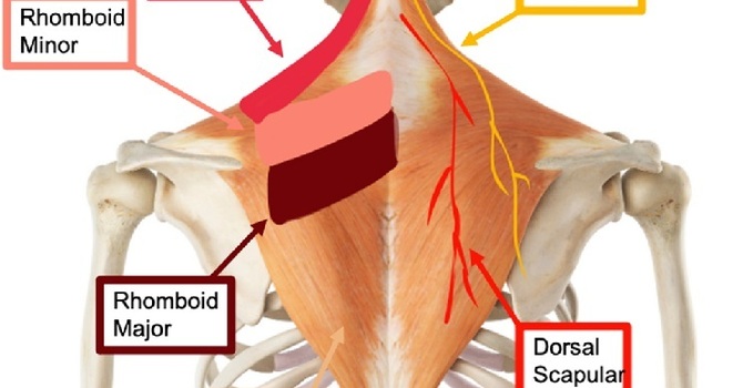 That Knot in Your Shoulder That Never Goes Away image